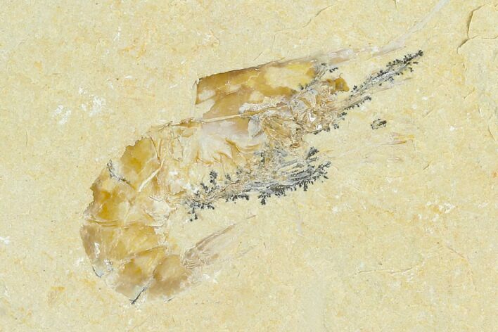 Cretaceous Fossil Shrimp - Lebanon #123978